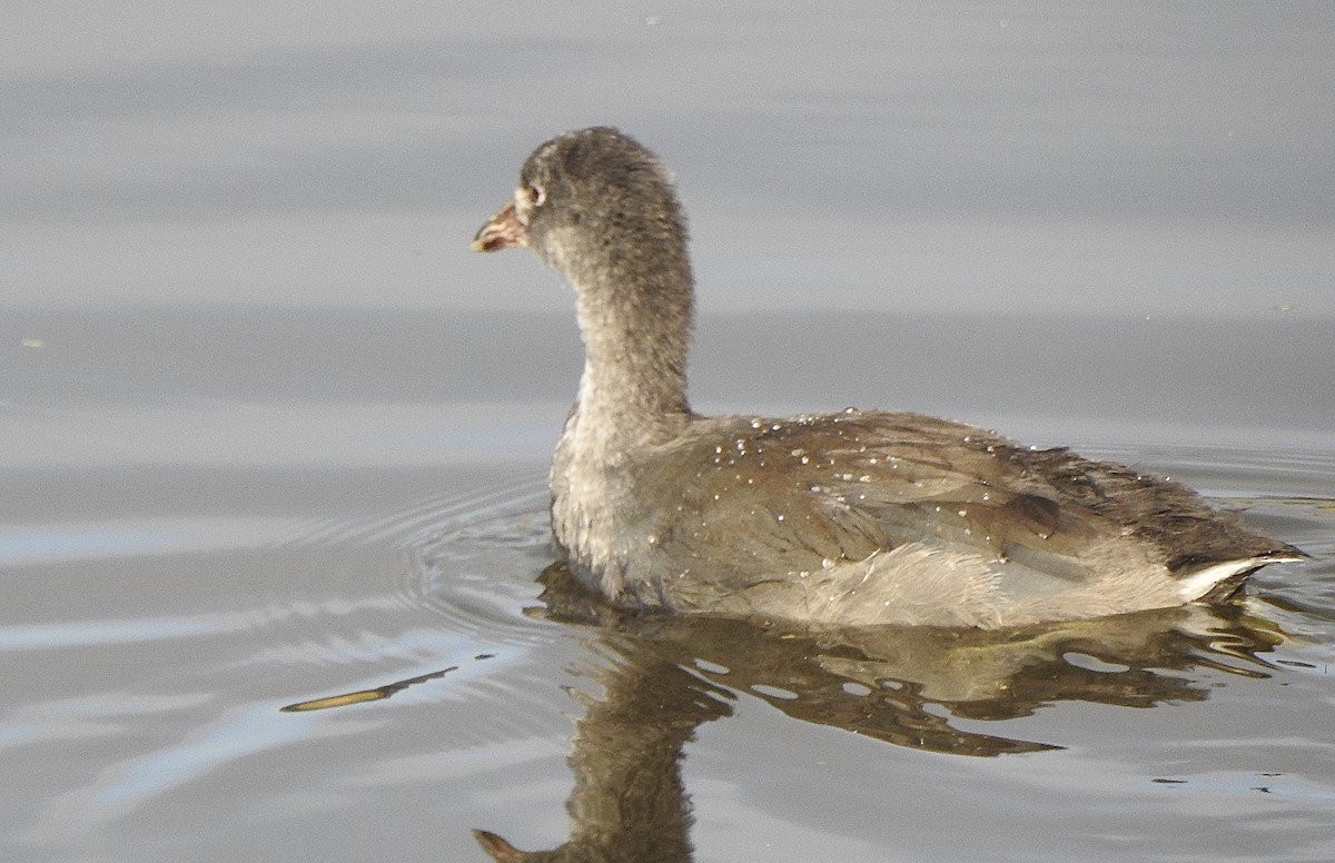 American Coot - ML642865123