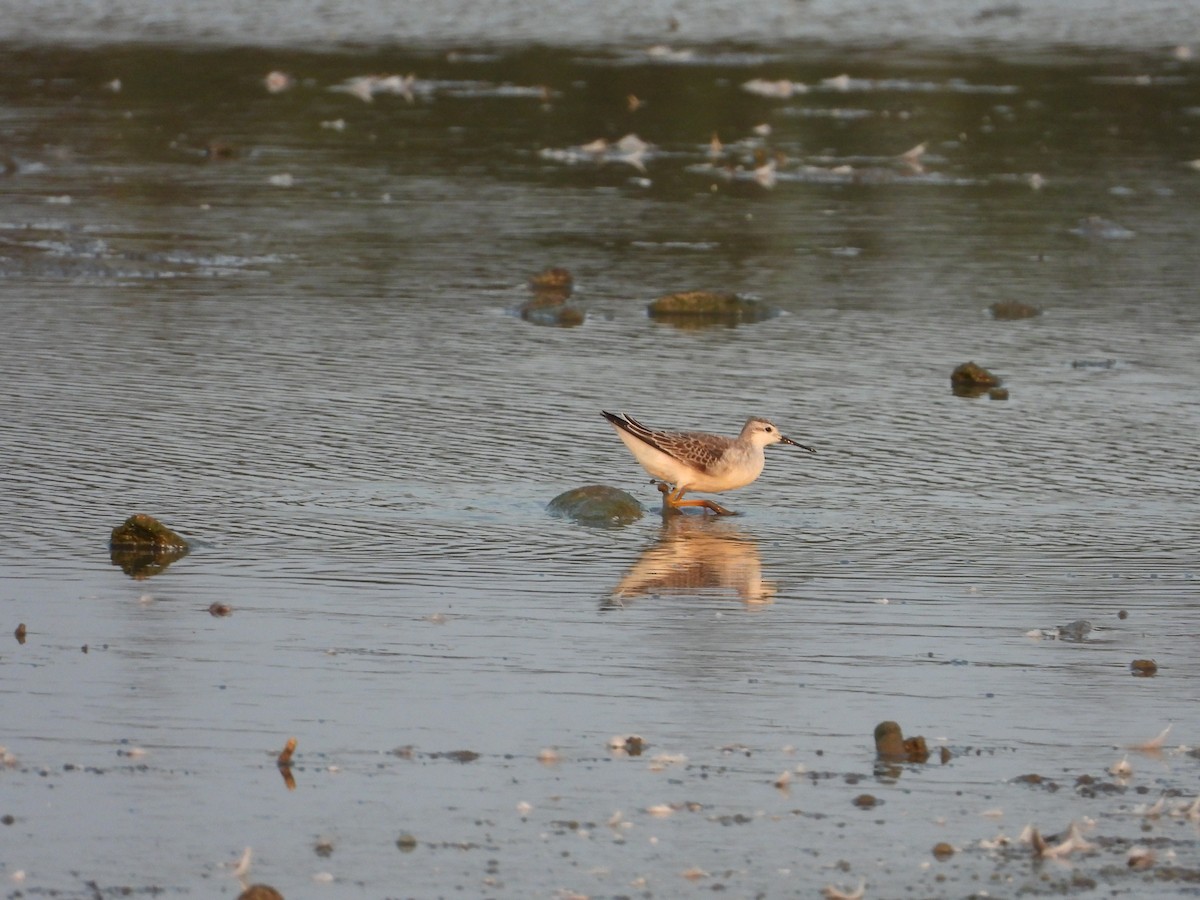 Wilson's Phalarope - ML642865140