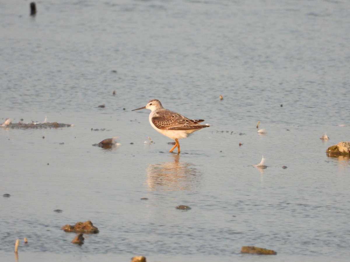 Wilson's Phalarope - ML642865142