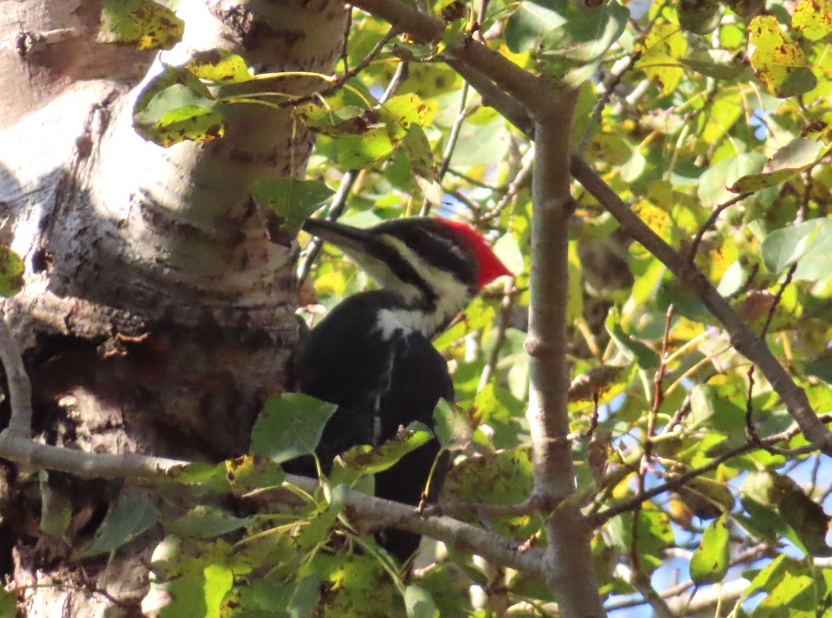 Pileated Woodpecker - ML642865150