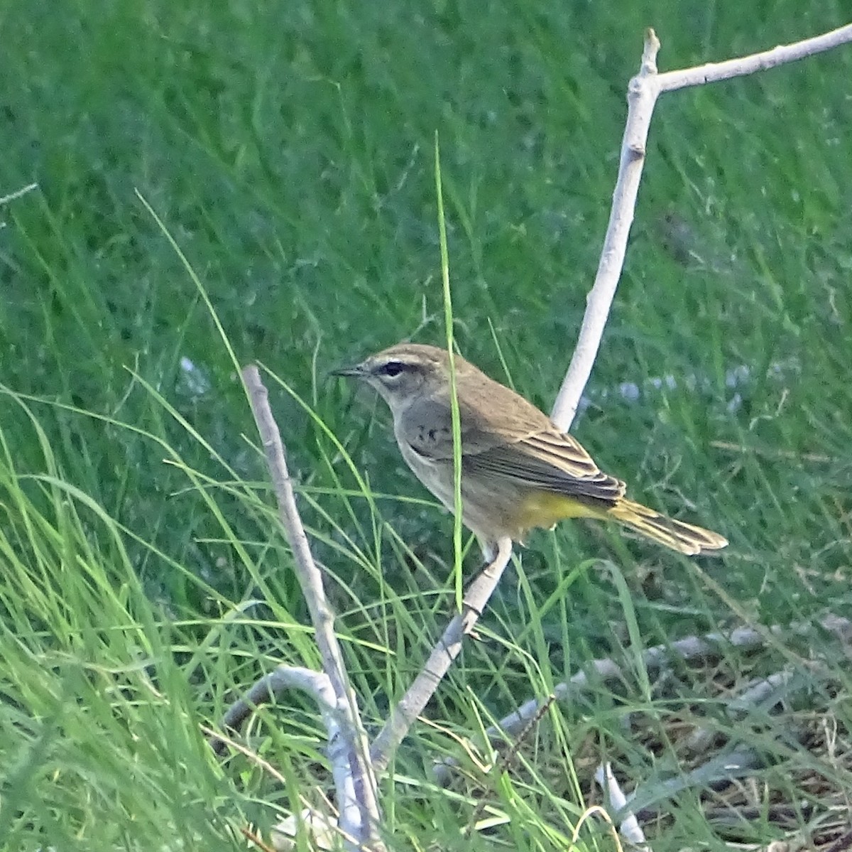 Palm Warbler (Western) - ML642865171