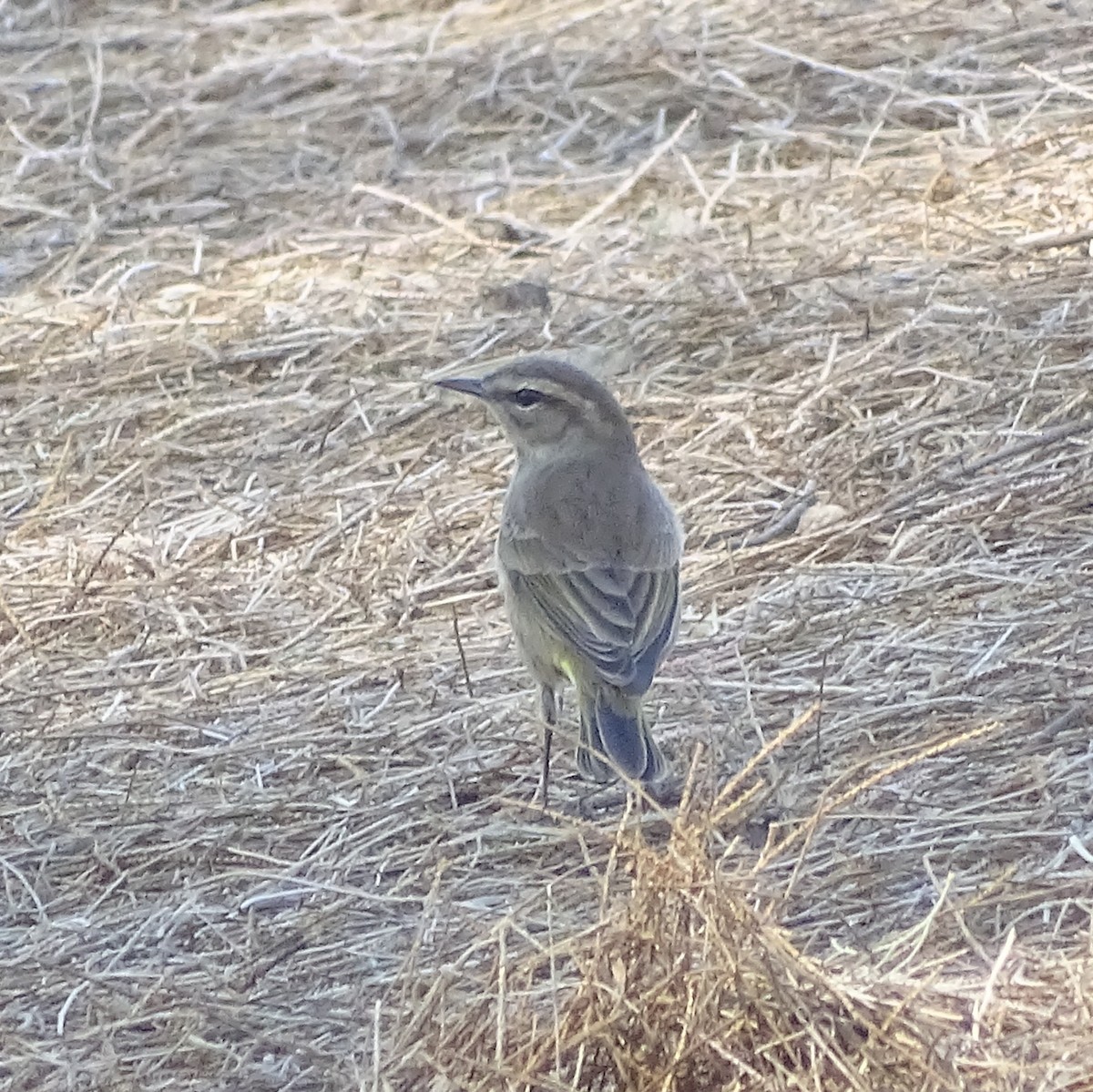 Palm Warbler (Western) - ML642865172