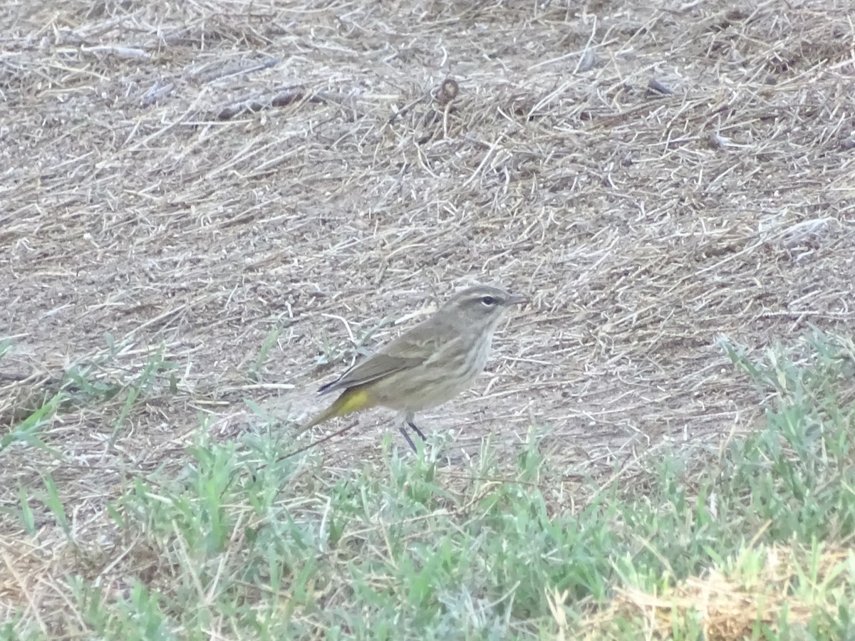 Palm Warbler (Western) - ML642865173