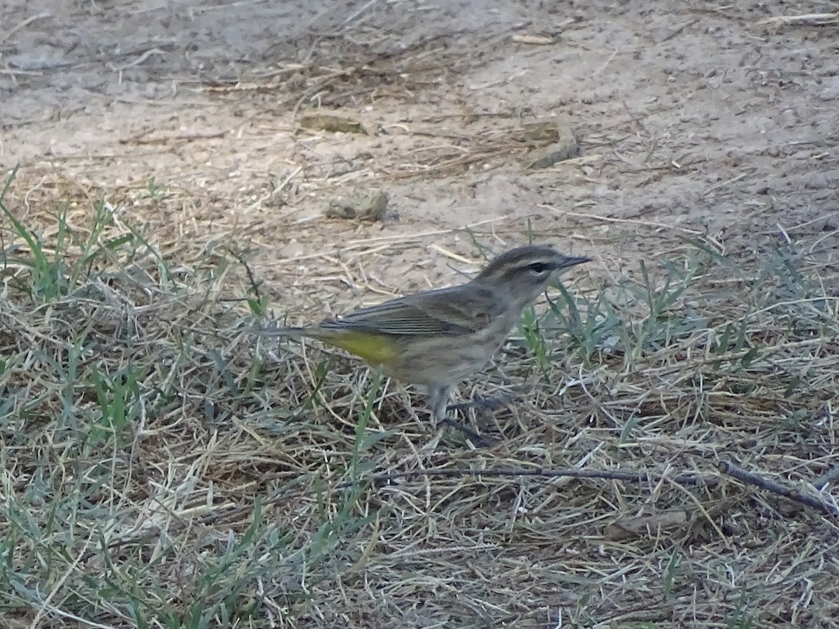 Palm Warbler (Western) - ML642865174