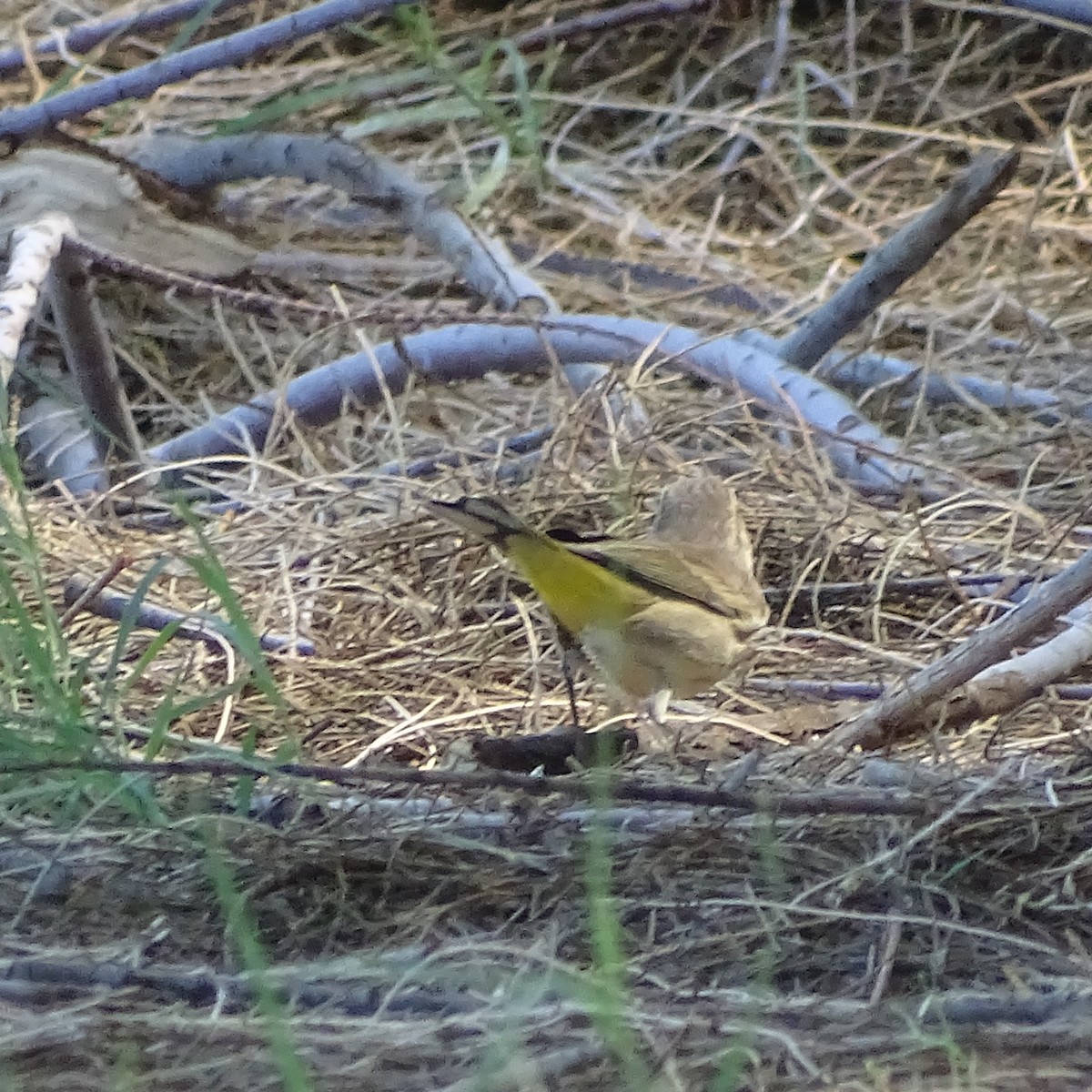 Palm Warbler (Western) - ML642865175
