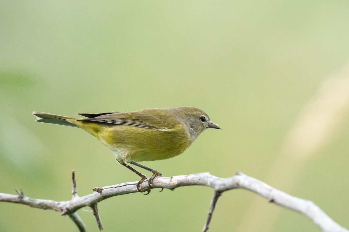 Orange-crowned Warbler - ML642865178