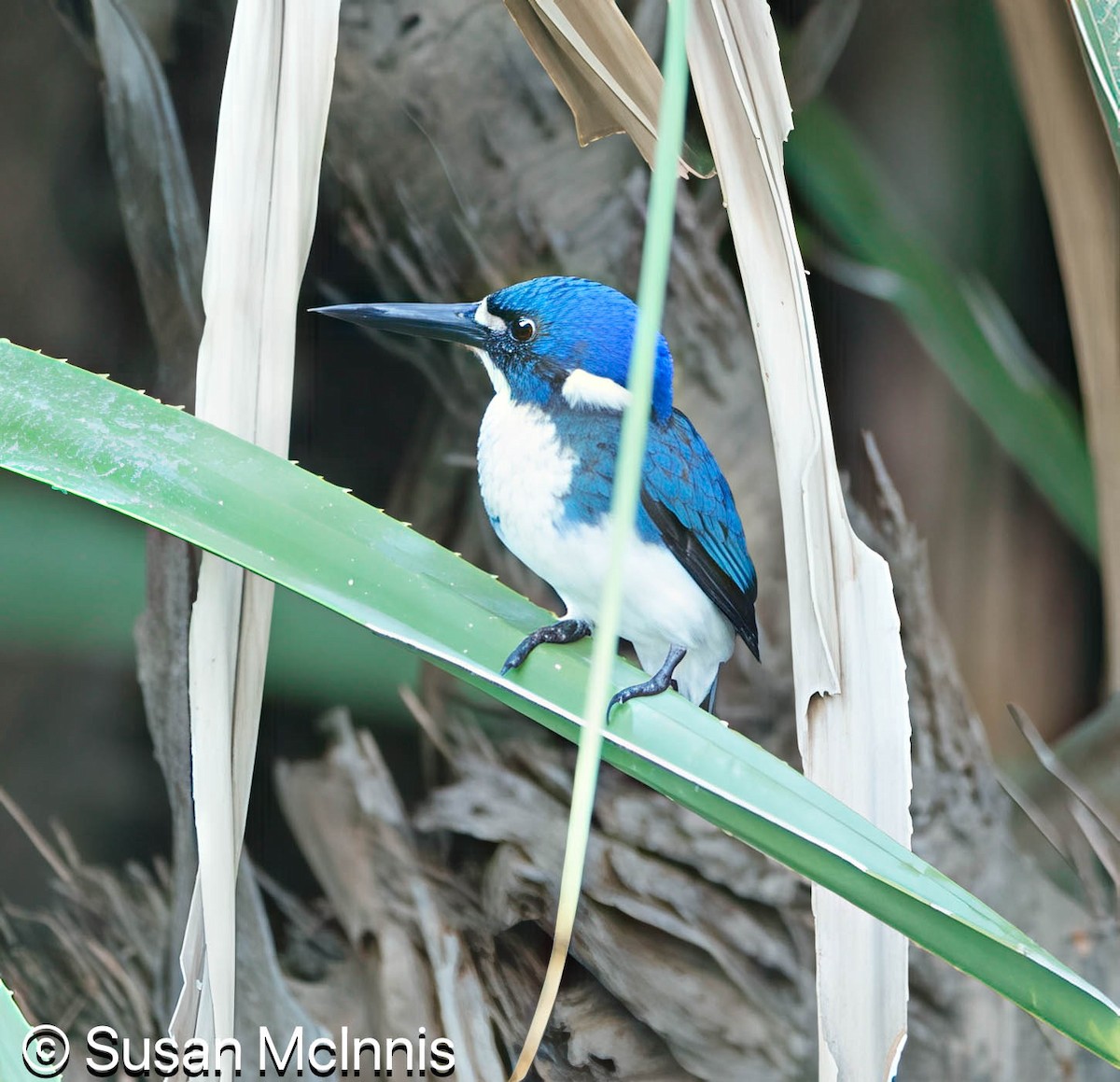 Little Kingfisher - ML642865181
