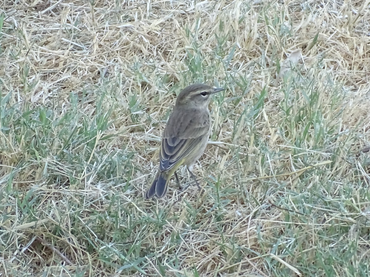 Palm Warbler (Western) - ML642865182