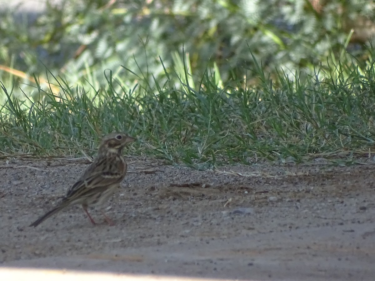 Vesper Sparrow - ML642865185