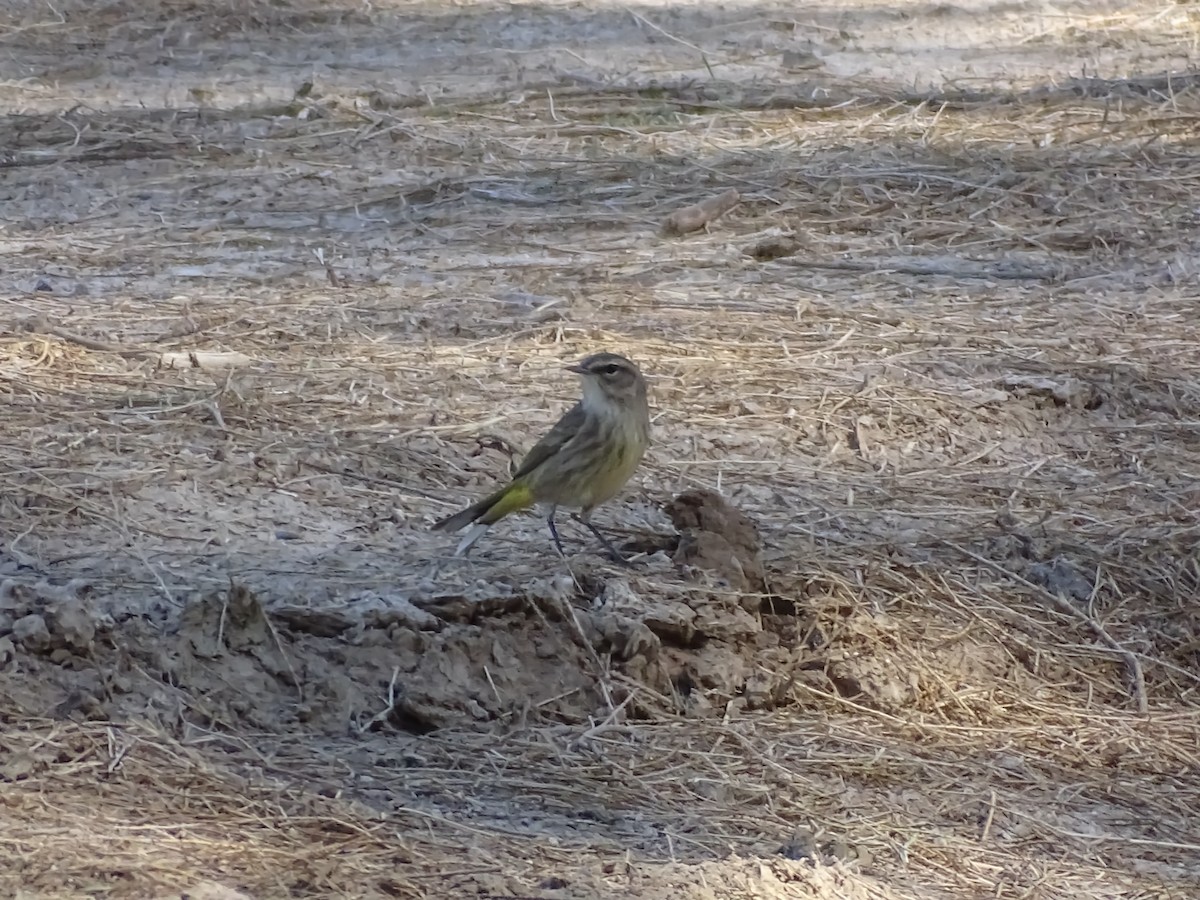 Palm Warbler (Western) - ML642865196