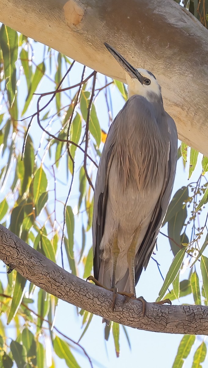 White-faced Heron - ML642865197