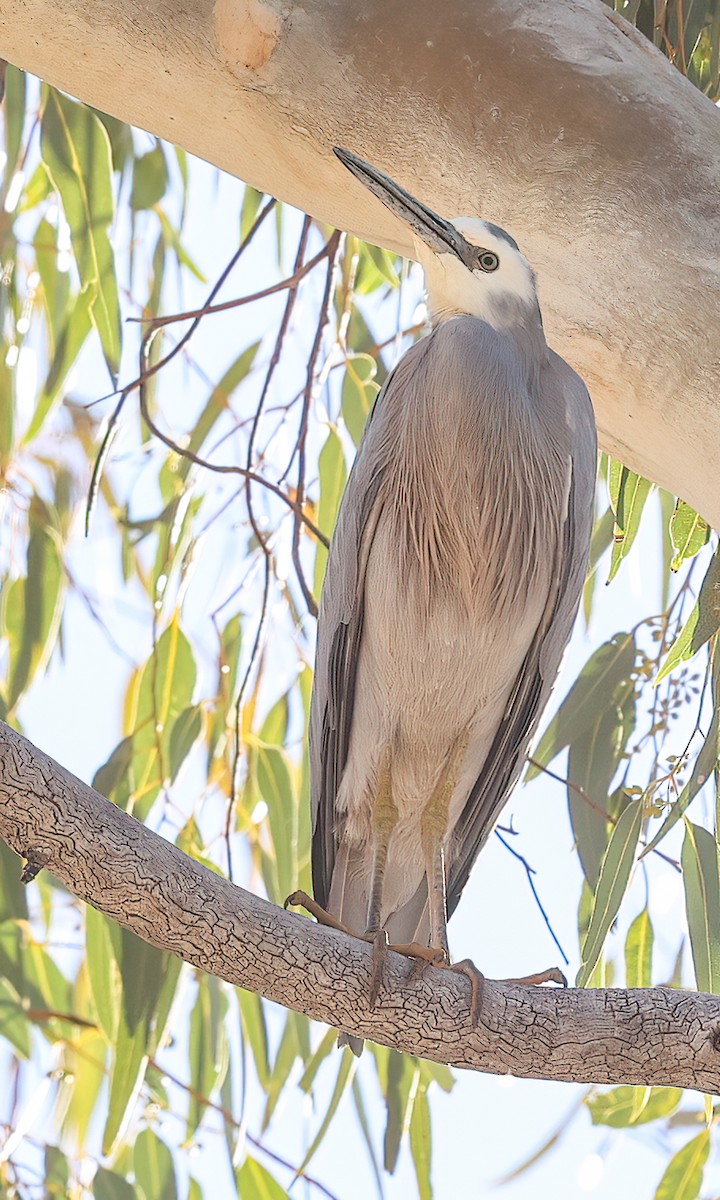 White-faced Heron - ML642865198