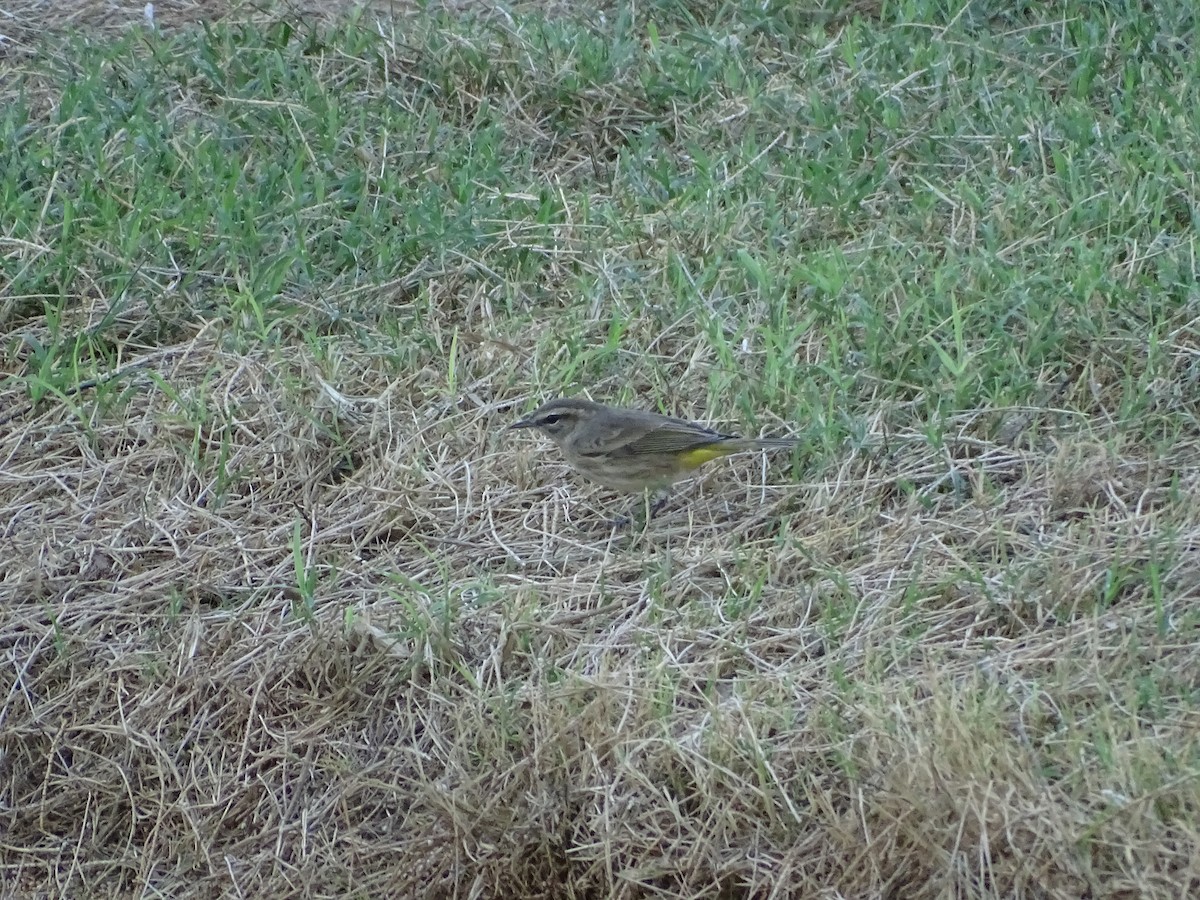 Palm Warbler (Western) - ML642865199
