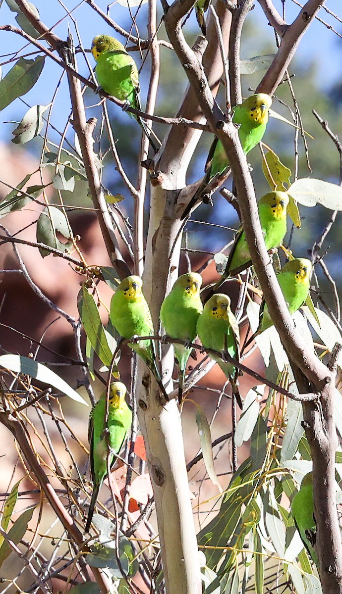 Budgerigar - ML642865227