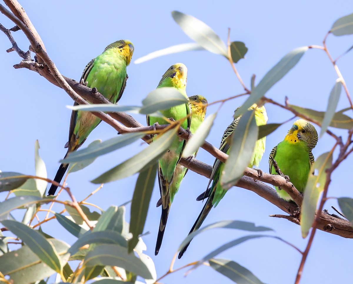 Budgerigar - ML642865228