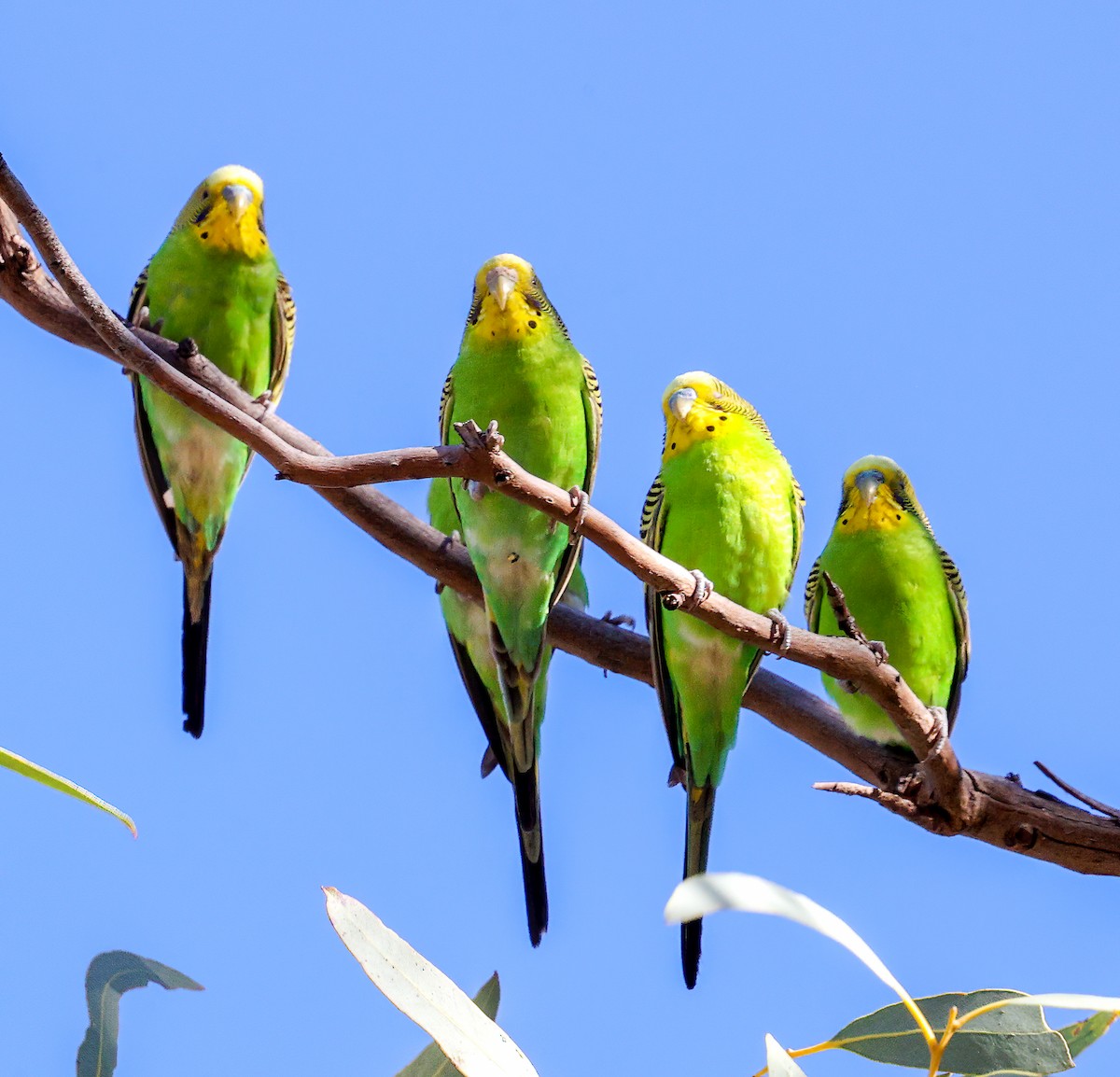 Budgerigar - ML642865229