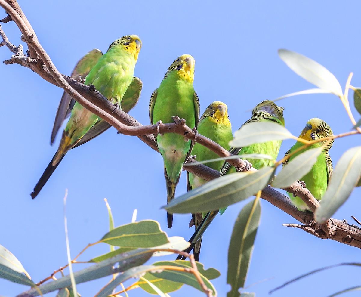 Budgerigar - ML642865230