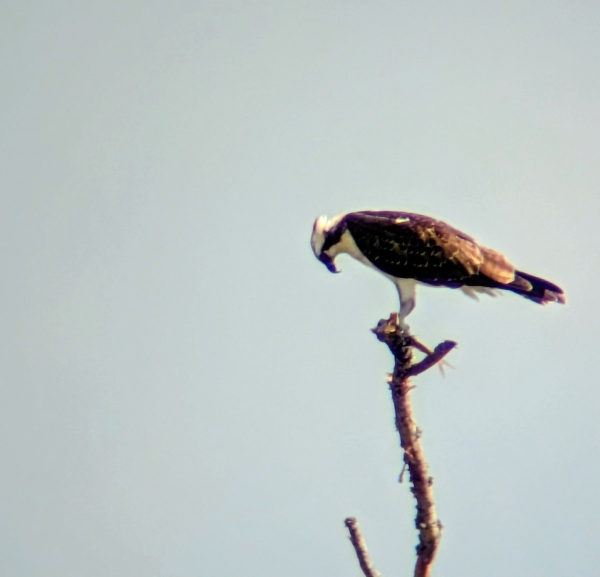 Osprey - ML642865231