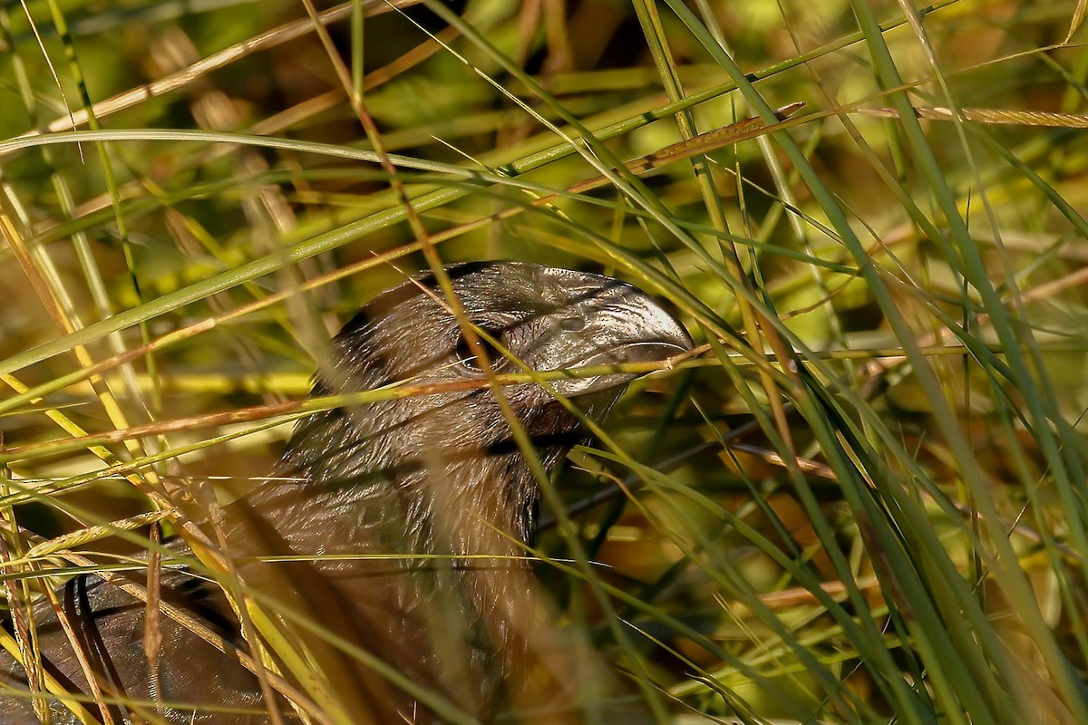 Groove-billed Ani - ML642865239