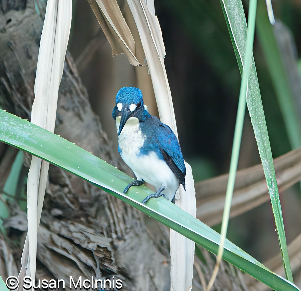 Little Kingfisher - ML642865240