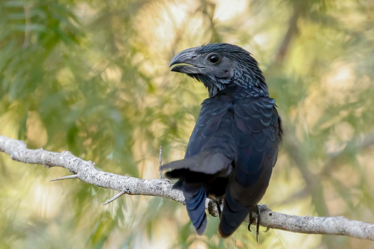 Groove-billed Ani - ML642865241