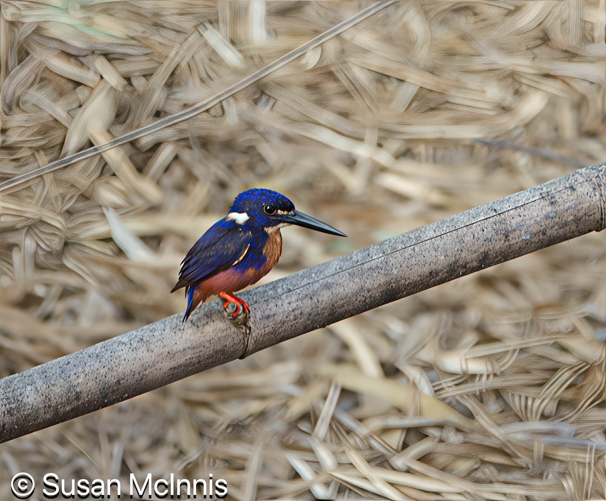 Azure Kingfisher - ML642865244