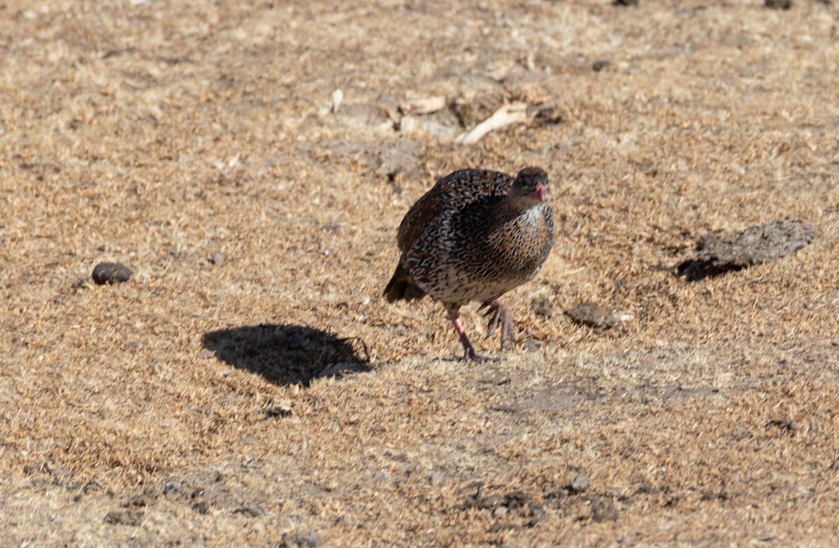 Chestnut-naped Spurfowl - ML642865247