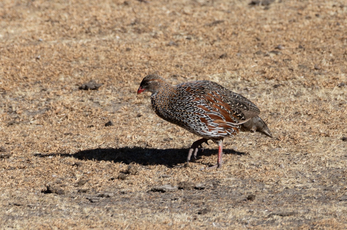 Chestnut-naped Spurfowl - ML642865248