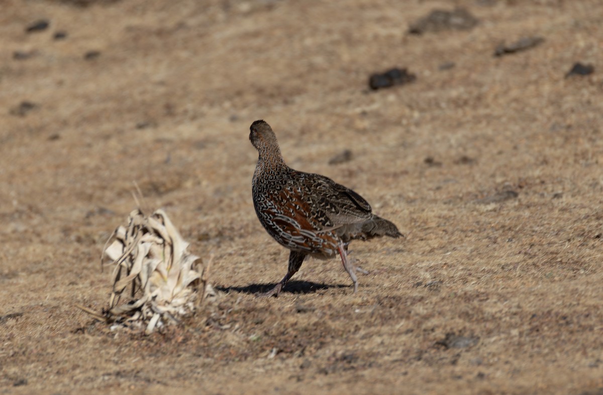 Chestnut-naped Spurfowl - ML642865249