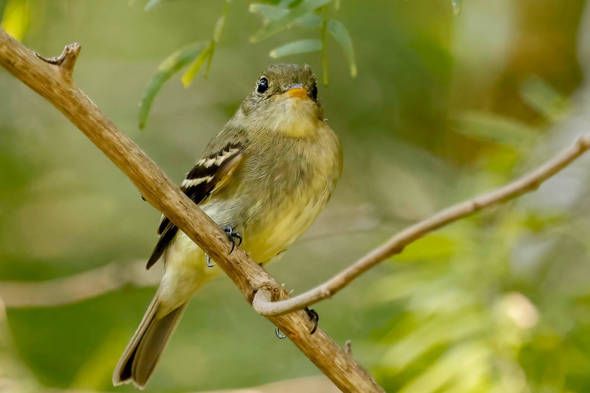 Yellow-bellied Flycatcher - ML642865254