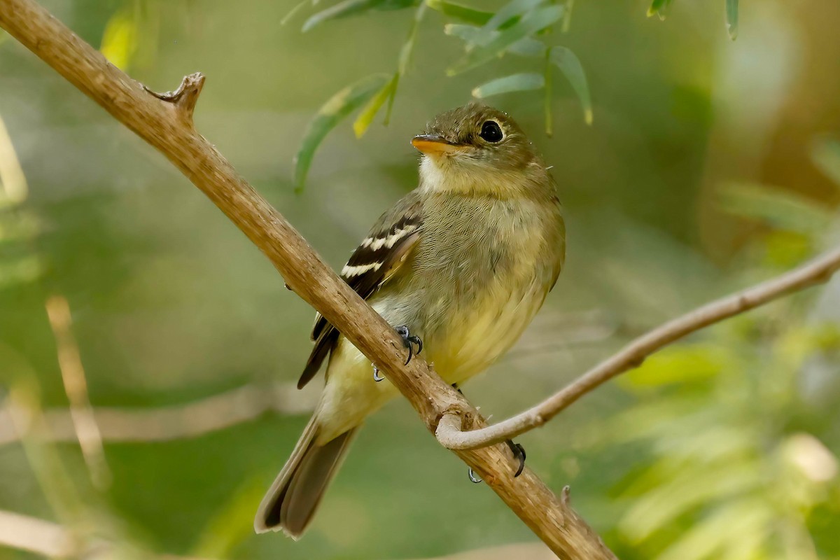 Yellow-bellied Flycatcher - ML642865256