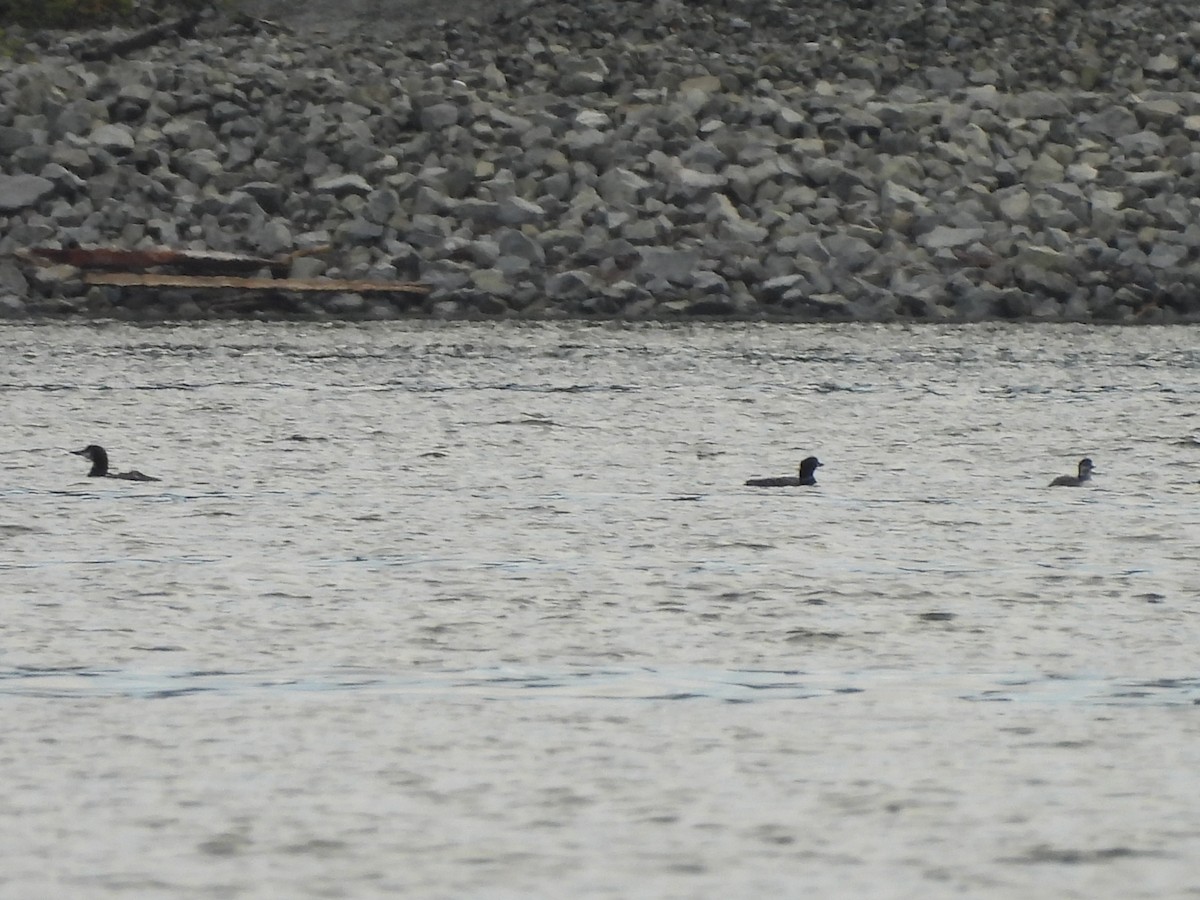 Common Loon - ML642865257