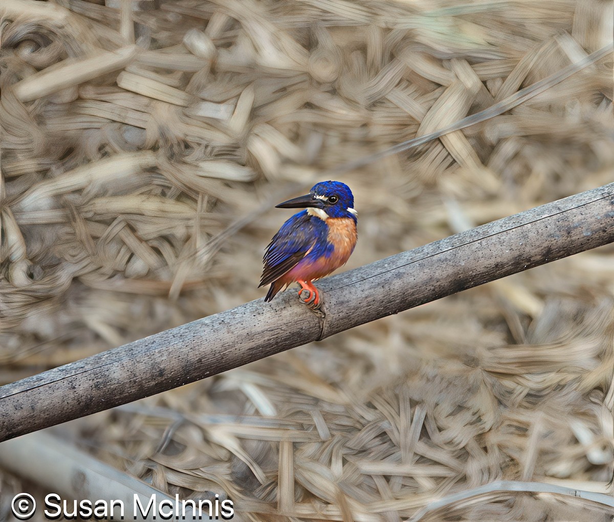 Azure Kingfisher - ML642865259