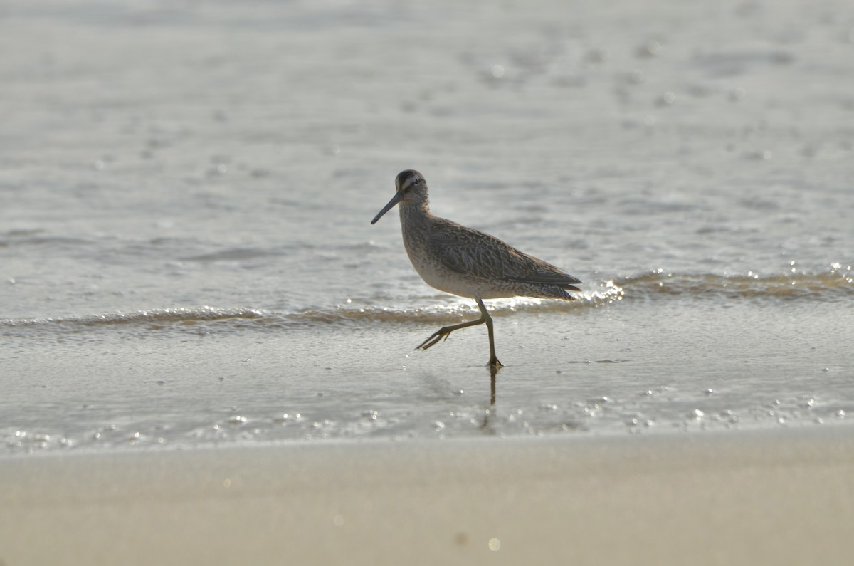 Short-billed Dowitcher - ML642865260