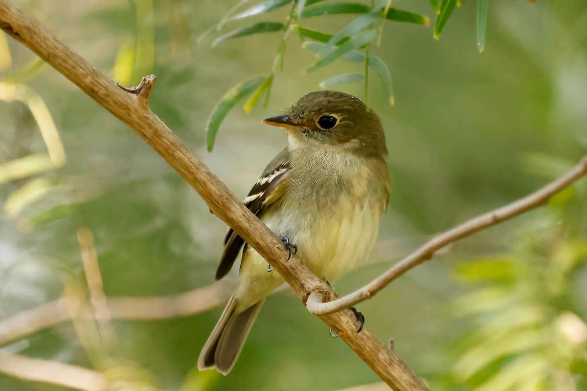 Yellow-bellied Flycatcher - ML642865261