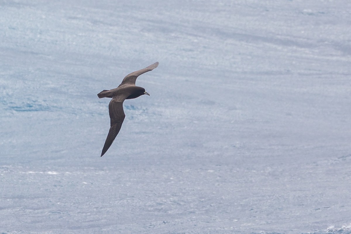 White-chinned Petrel - ML642865264