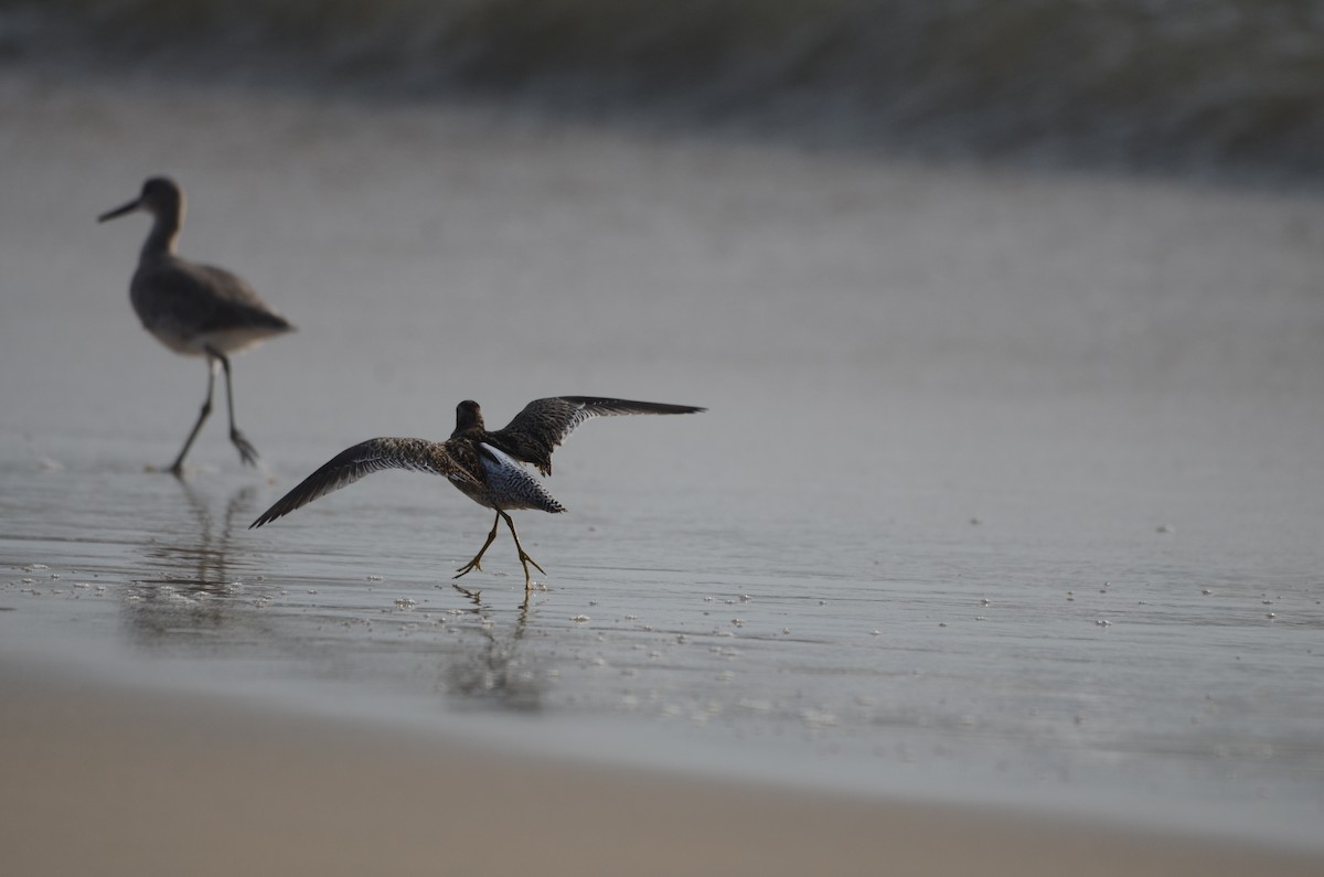 Short-billed Dowitcher - ML642865267