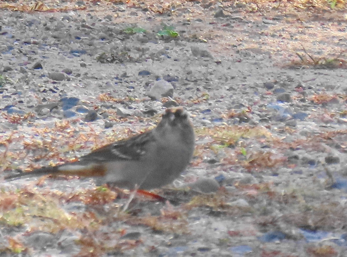 White-throated Sparrow - ML642865274