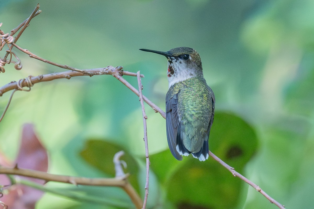 Ruby-throated Hummingbird - ML642865275