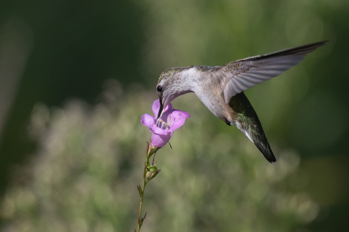 Ruby-throated Hummingbird - ML642865279