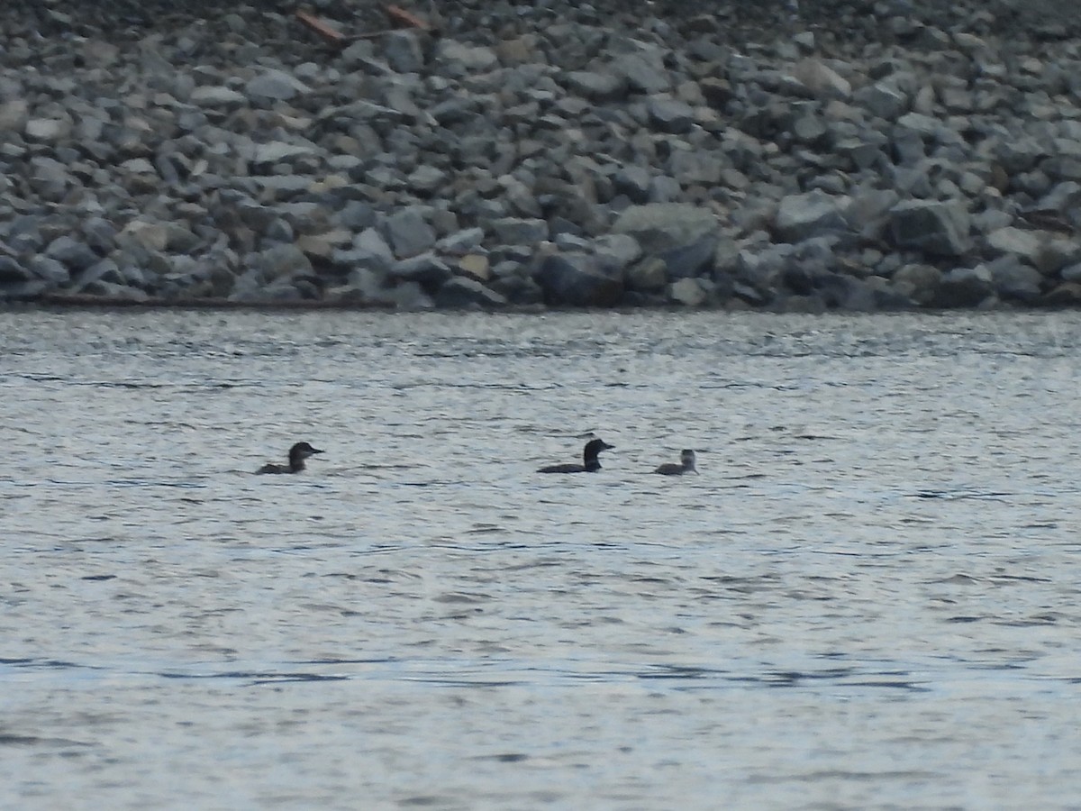 Common Loon - ML642865280