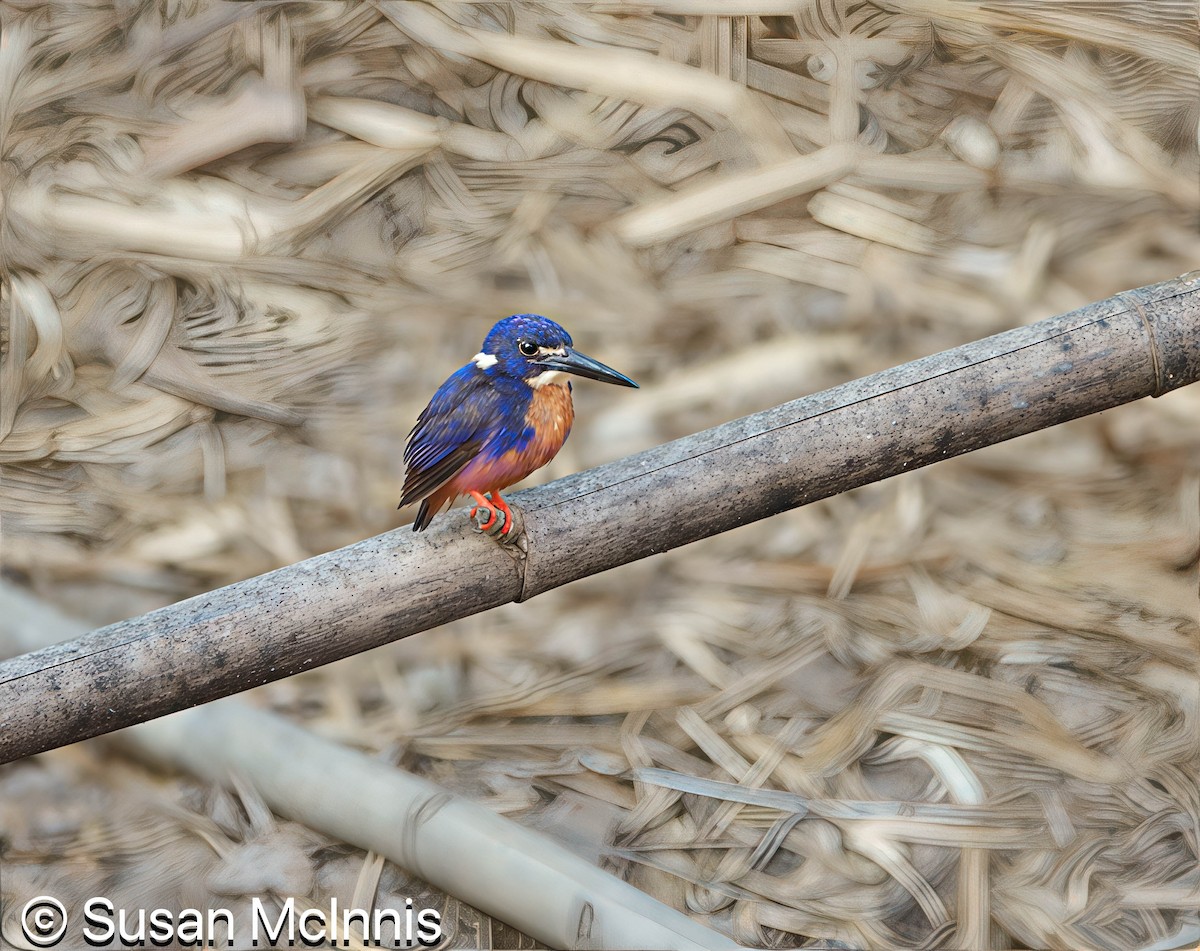 Azure Kingfisher - ML642865281