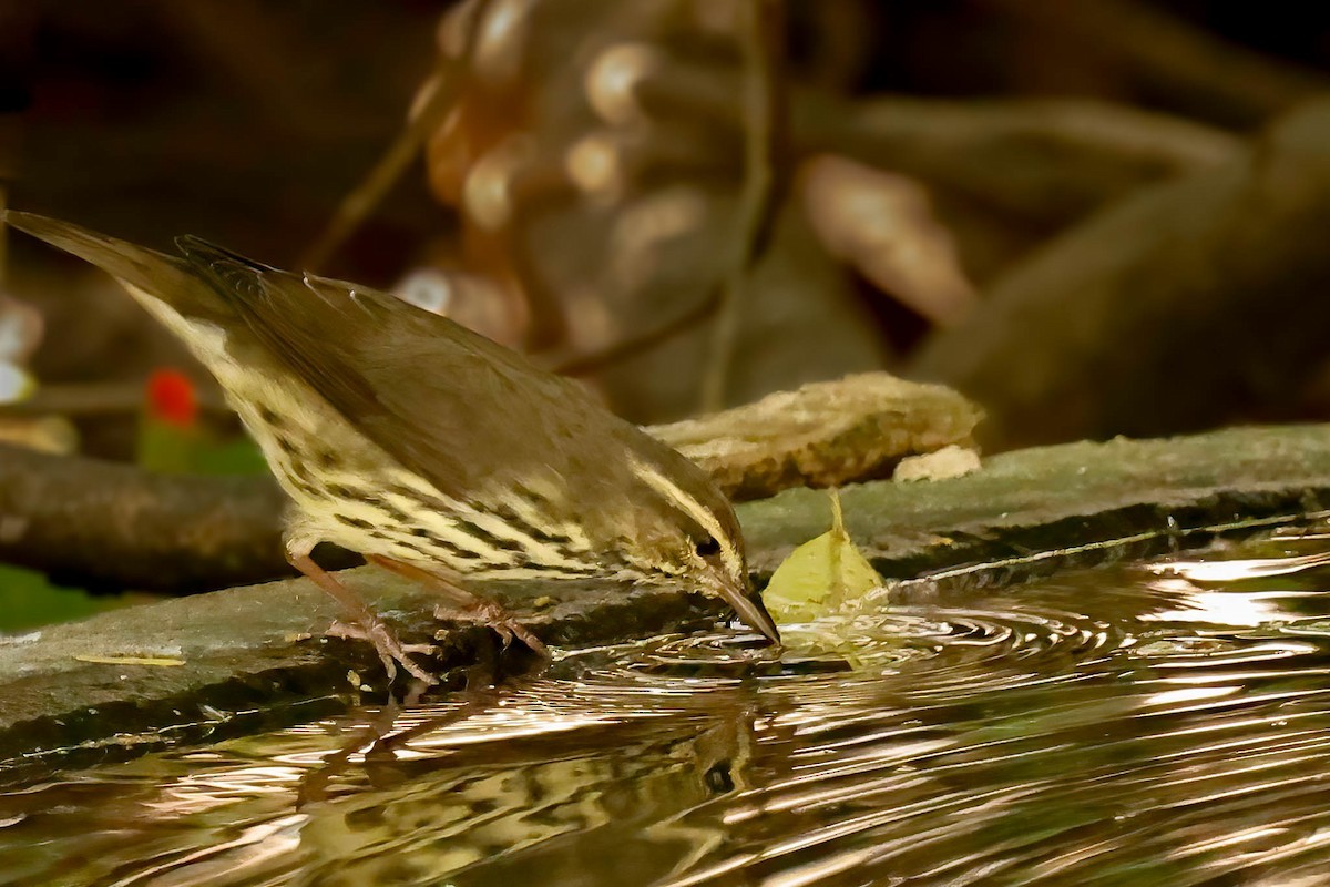 Northern Waterthrush - ML642865292