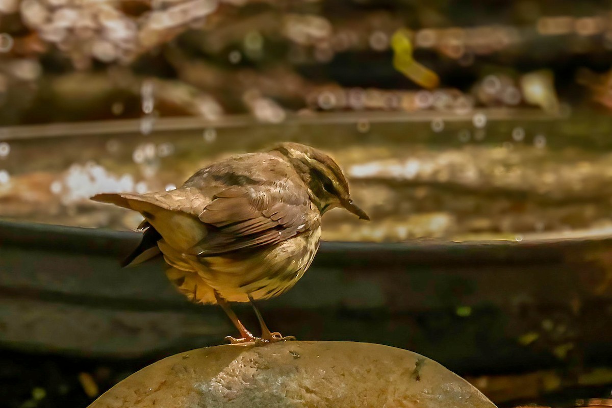 Northern Waterthrush - ML642865300