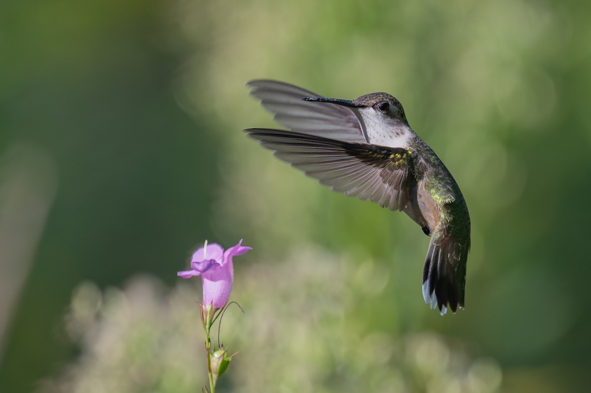 Ruby-throated Hummingbird - ML642865301