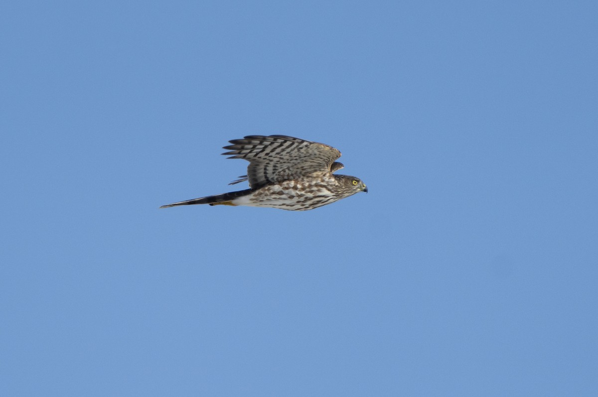 Sharp-shinned Hawk - ML642865320