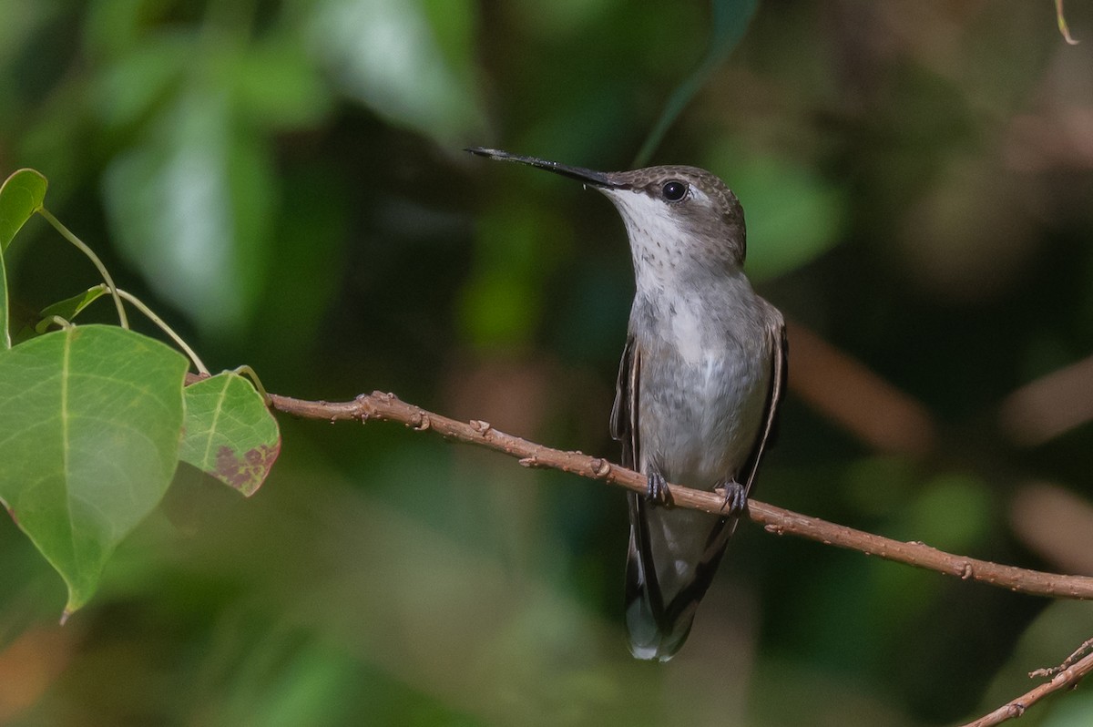 Ruby-throated Hummingbird - ML642865323