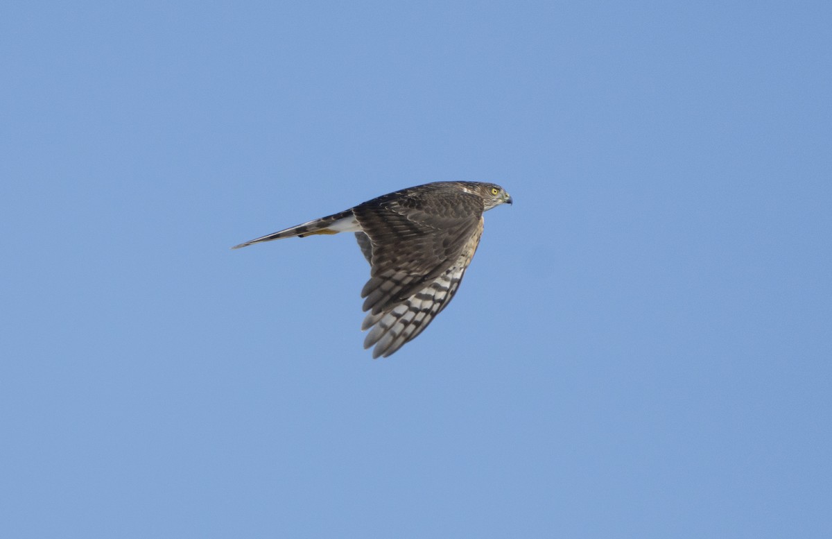 Sharp-shinned Hawk - ML642865325