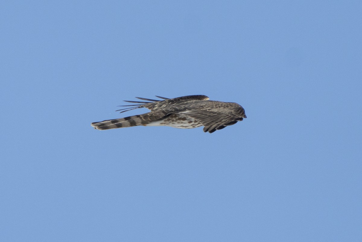 Sharp-shinned Hawk - ML642865326