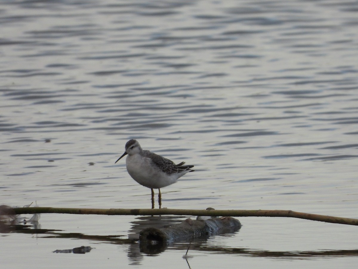 Wilson's Phalarope - ML642865345